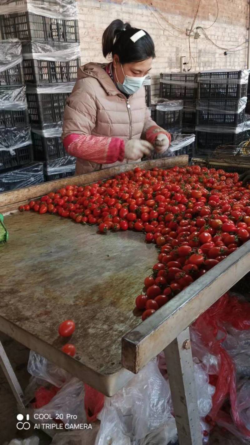 河北衡水圣女果，各种规格。7到15