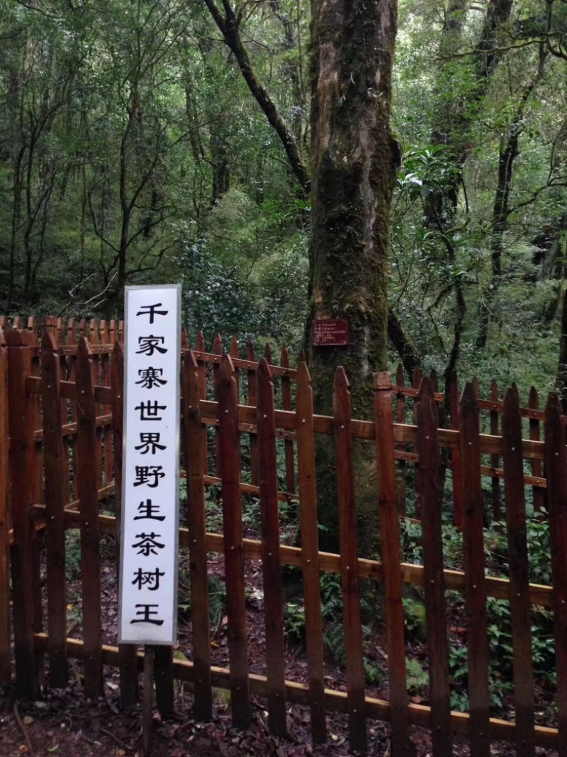 云南普洱茶镇沅千家寨野生茶品质保证诚信经营欢迎联系