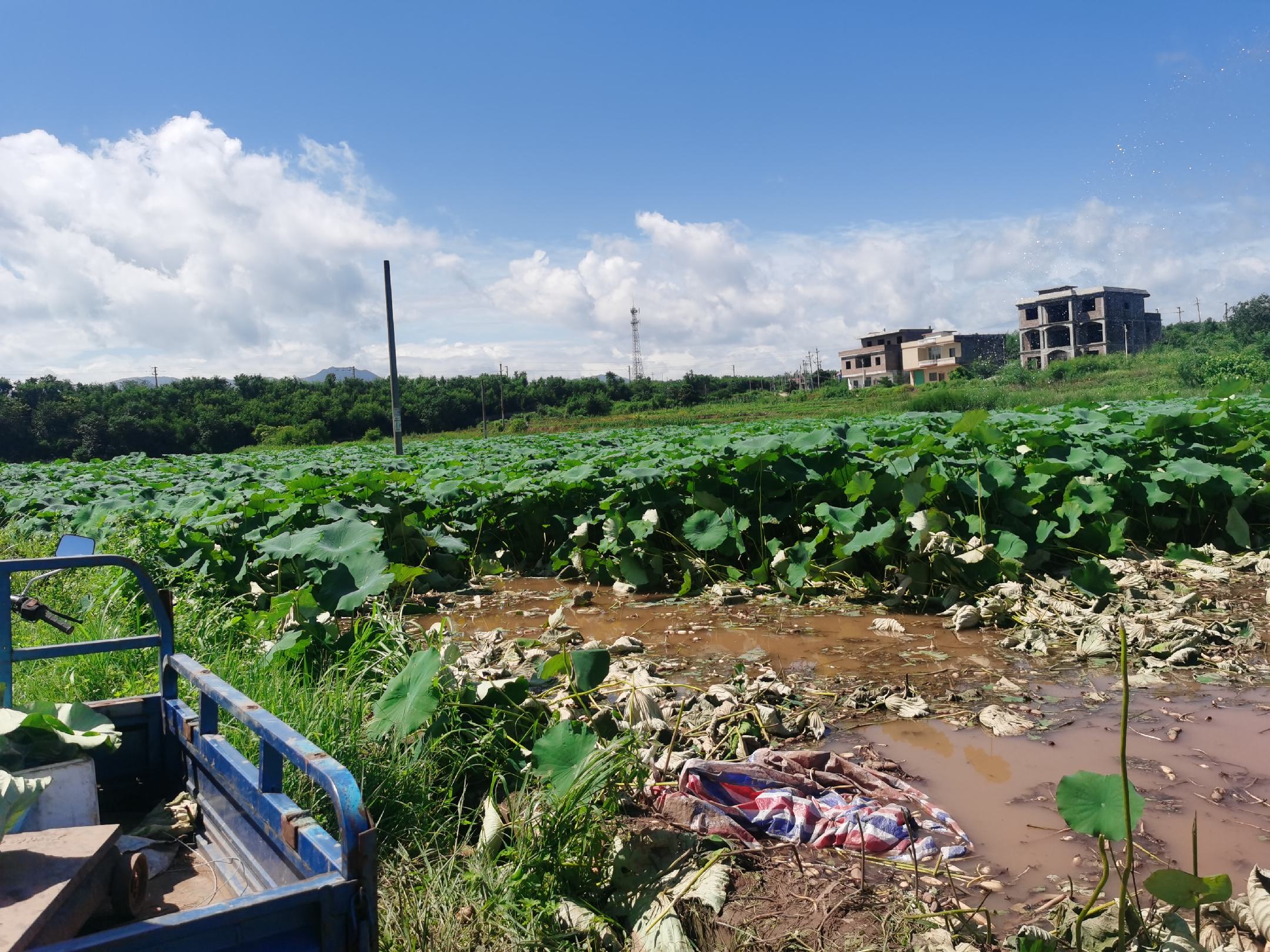白莲藕田间定植现场图