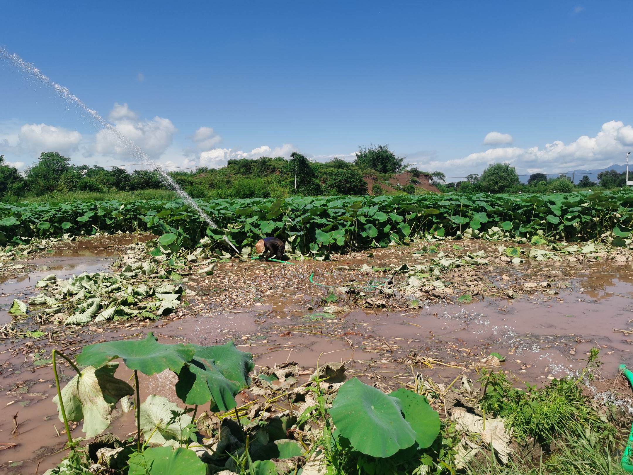 莲田滴灌系统布置图