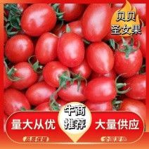 河北衡水圣女果，各种规格。7到15