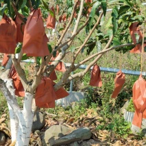 贵州望谟纳王村金煌芒基地大量供应欢迎来电咨询