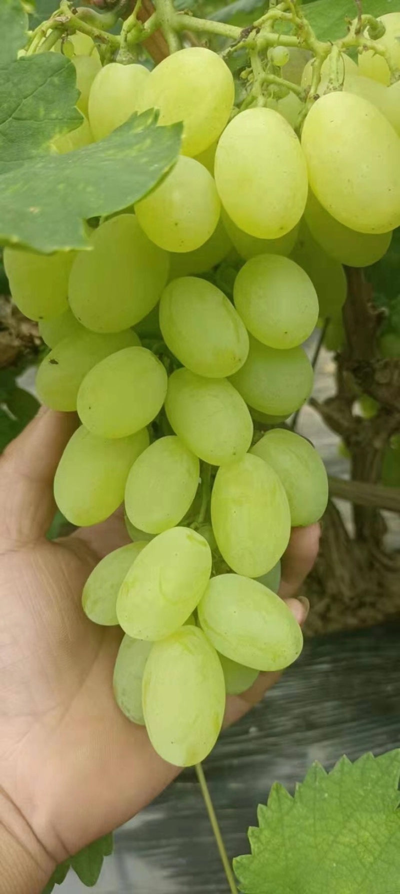 维多利亚葡萄河北邯郸优质精品青提葡萄口感好