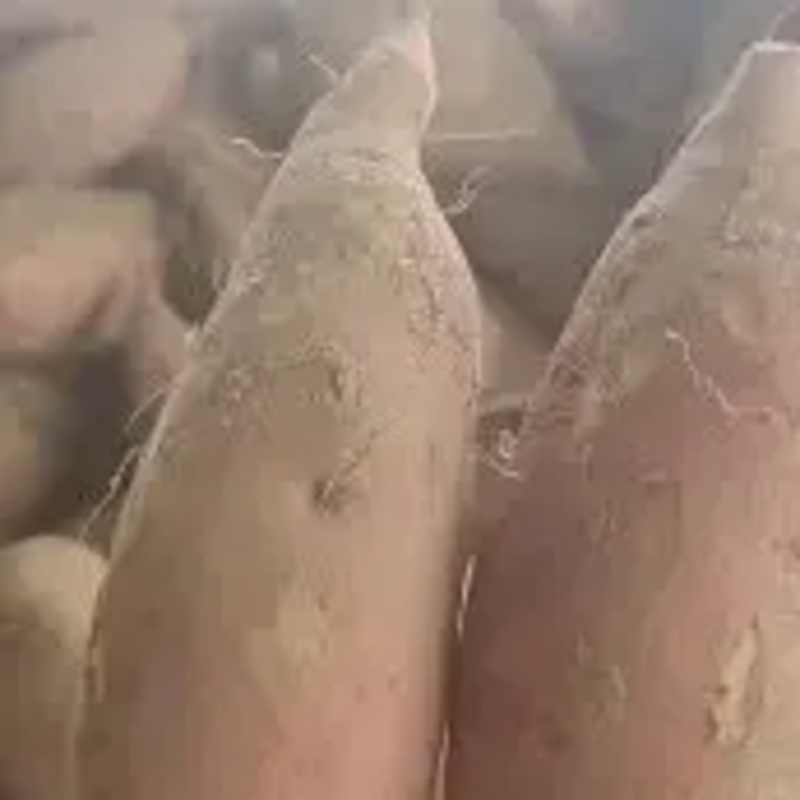 开封沙地红薯精品龙薯大量上市现挖现发质量有保证