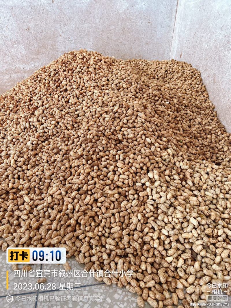 红米两粒鲜花生大量供应，欢迎新老客户定购。诚信为本