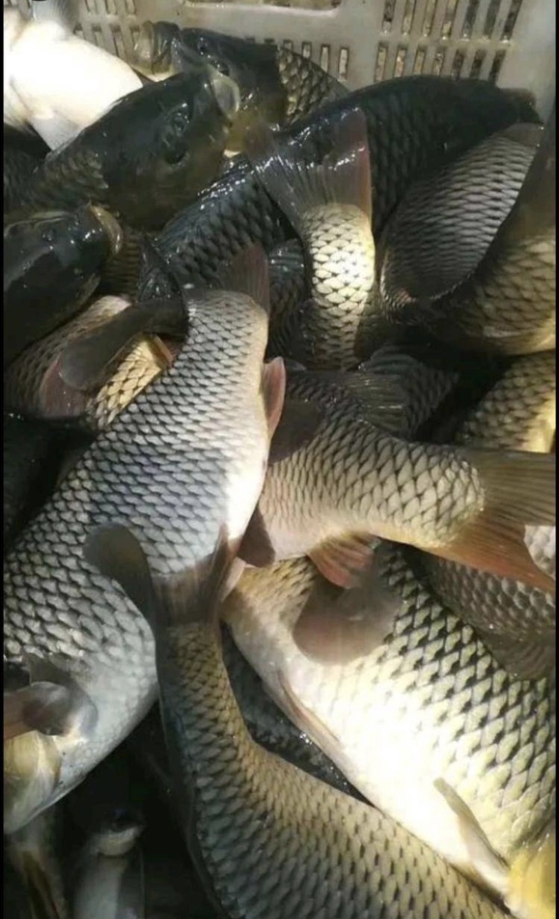 鲤鱼裸鲤