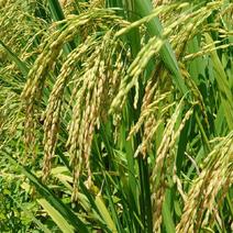 稻谷农村自种现碾的大米，不抛光不打蜡，有营养口感好！