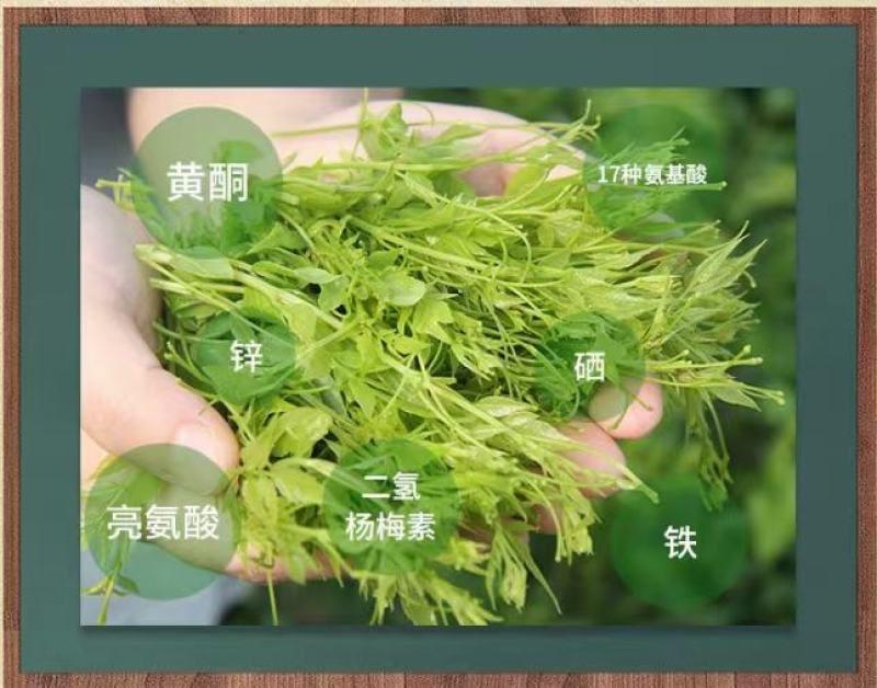 张家界原产地莓茶直销
