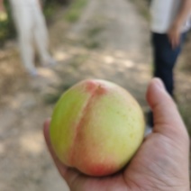 古田白凤水蜜桃一件