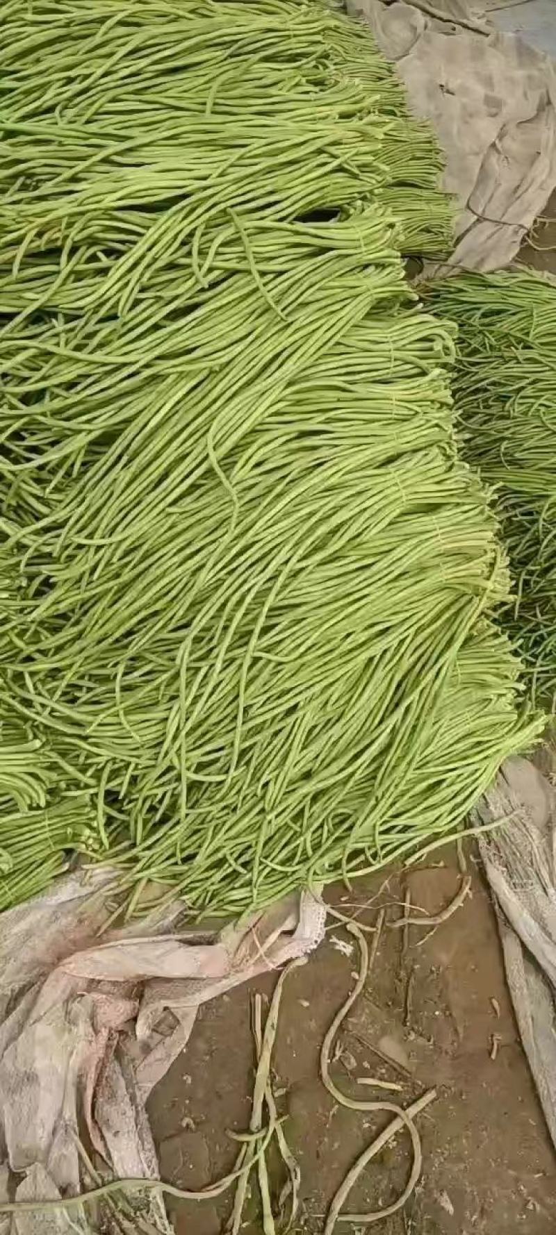 精品长豆角河南青条豆角电商市场食堂加工厂商超货