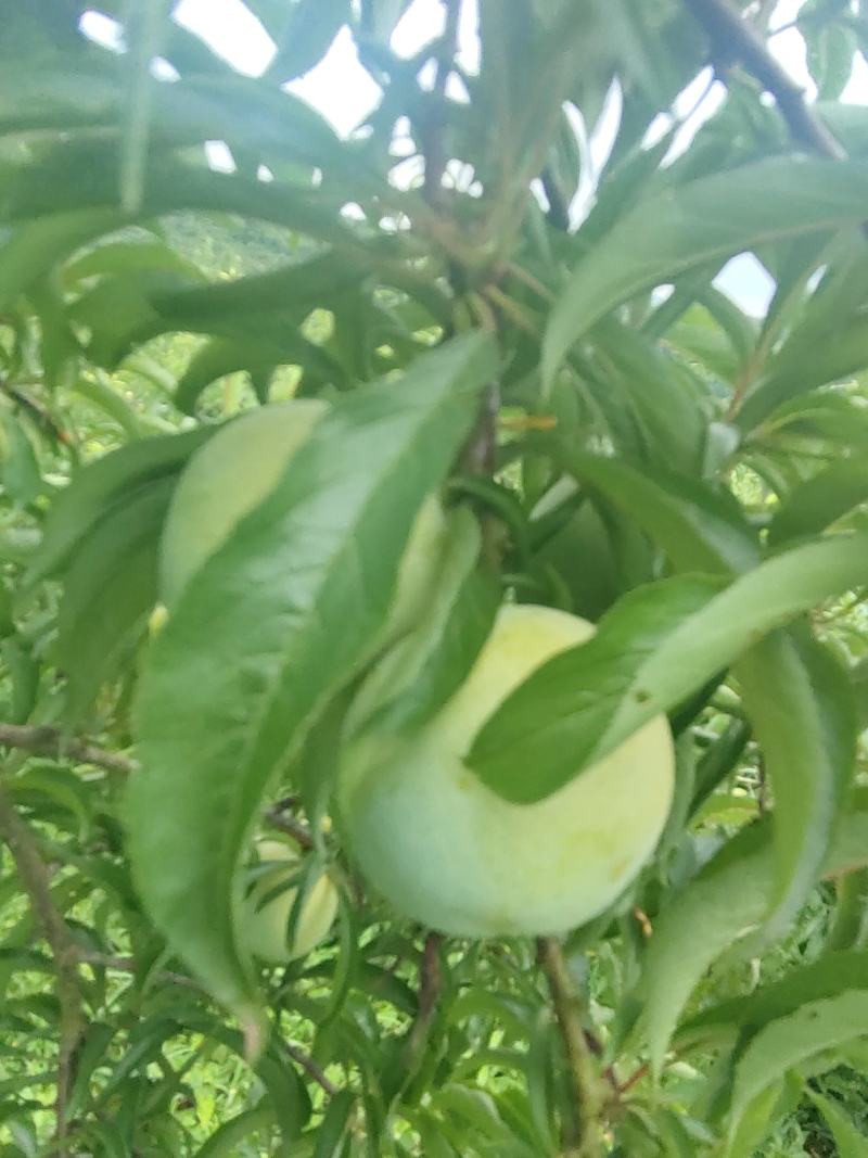 10万斤蜂糖李大量上市，有意向的老板可以联系了