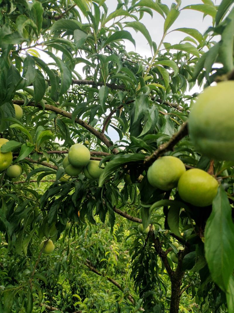 10万斤蜂糖李大量上市，有意向的老板可以联系了