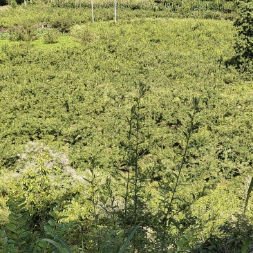 10万斤蜂糖李大量上市，有意向的老板可以联系了