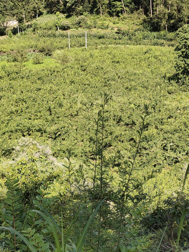 10万斤蜂糖李大量上市，有意向的老板可以联系了