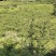 10万斤蜂糖李大量上市，有意向的老板可以联系了