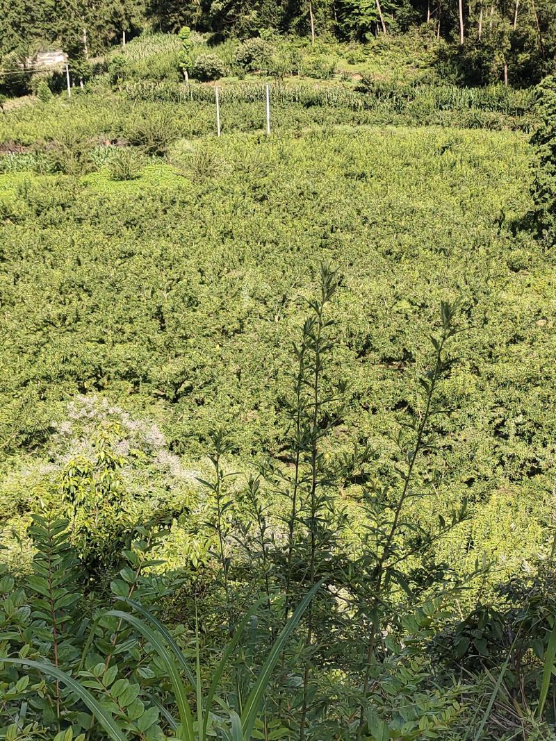 10万斤蜂糖李大量上市，有意向的老板可以联系了