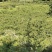 10万斤蜂糖李大量上市，有意向的老板可以联系了