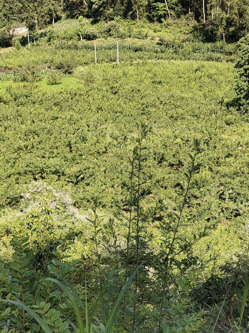 10万斤蜂糖李大量上市，有意向的老板可以联系了