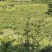 10万斤蜂糖李大量上市，有意向的老板可以联系了