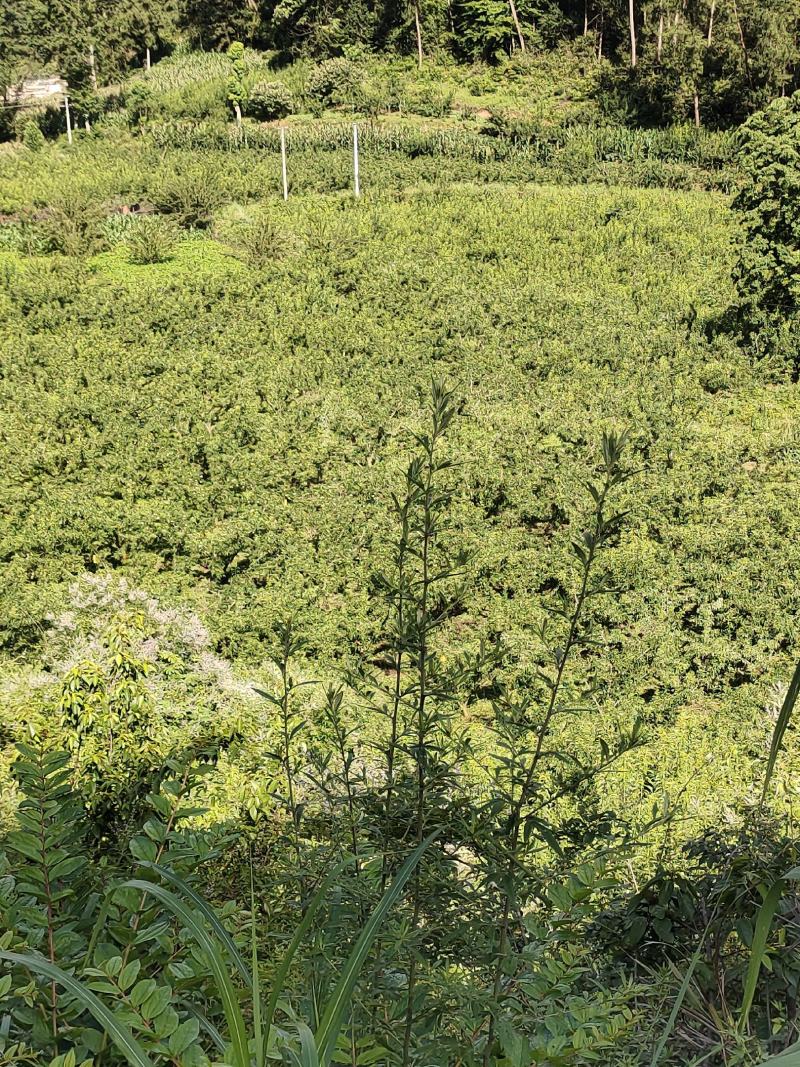 10万斤蜂糖李大量上市，有意向的老板可以联系了