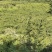 10万斤蜂糖李大量上市，有意向的老板可以联系了