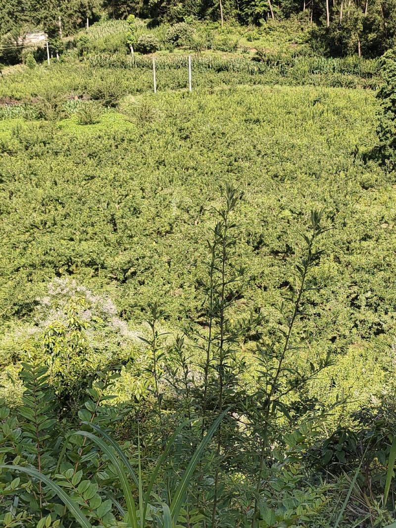 10万斤蜂糖李大量上市，有意向的老板可以联系了