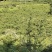 10万斤蜂糖李大量上市，有意向的老板可以联系了