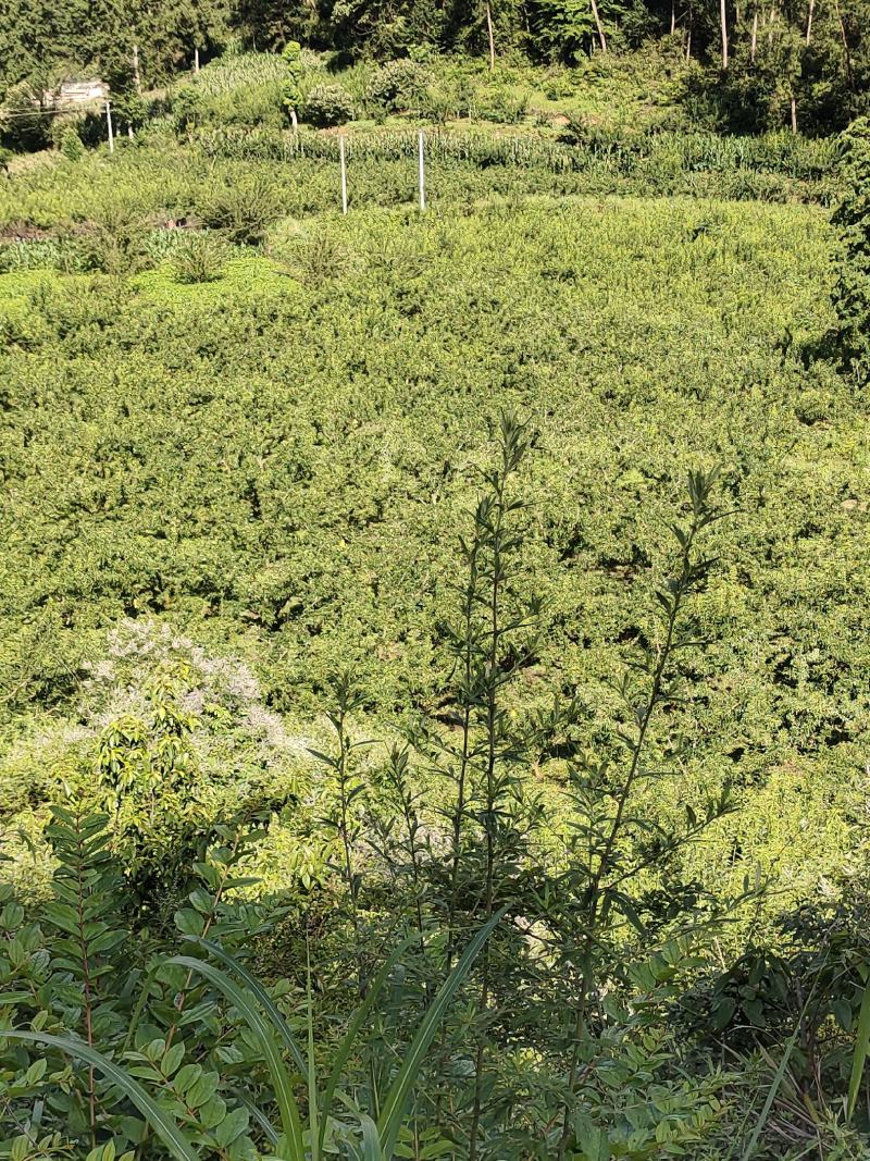10万斤蜂糖李大量上市，有意向的老板可以联系了