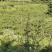 10万斤蜂糖李大量上市，有意向的老板可以联系了