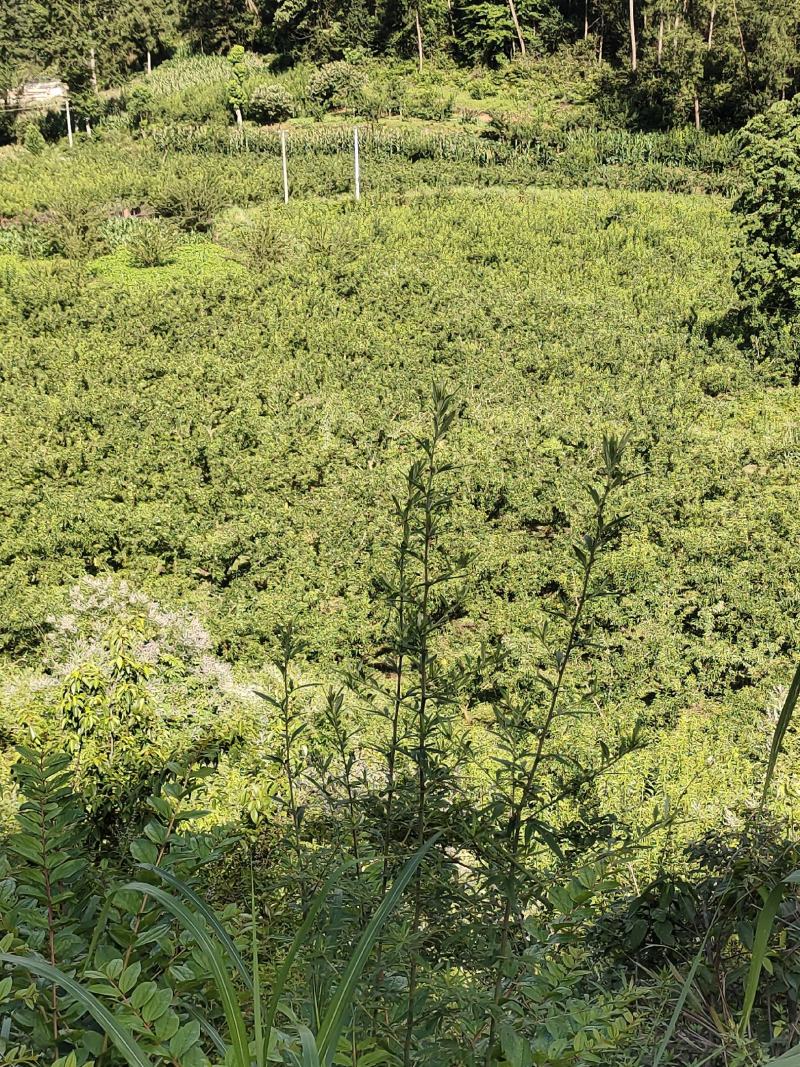 10万斤蜂糖李大量上市，有意向的老板可以联系了