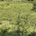 10万斤蜂糖李大量上市，有意向的老板可以联系了