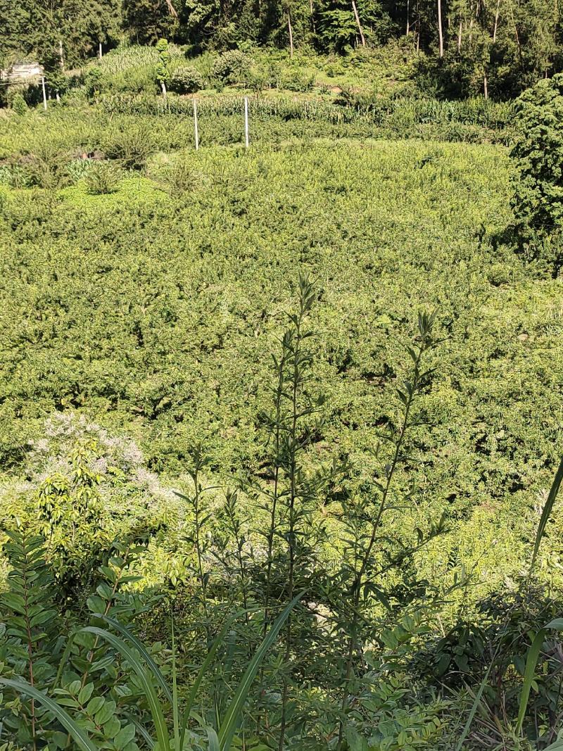 10万斤蜂糖李大量上市，有意向的老板可以联系了