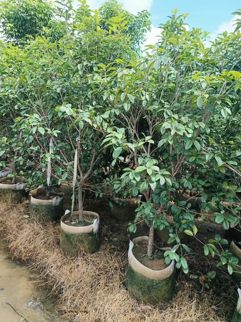 桂花树苗