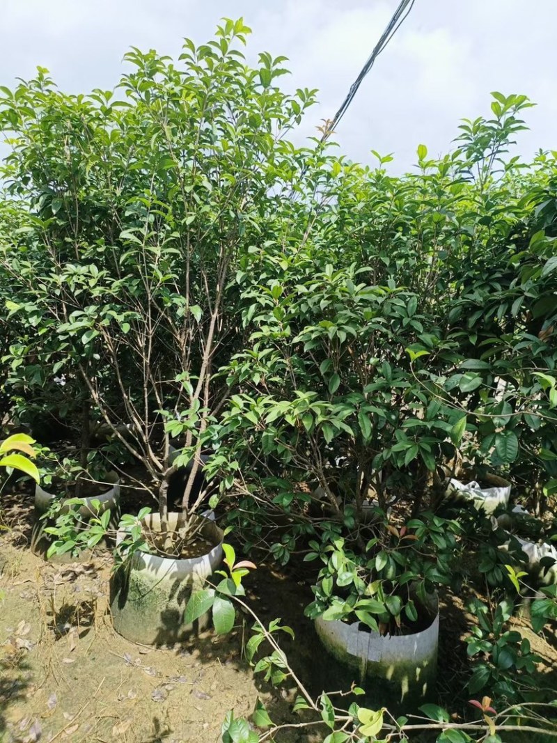桂花树苗
