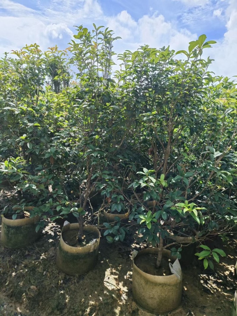 桂花树苗