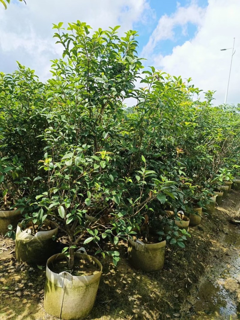 桂花树苗