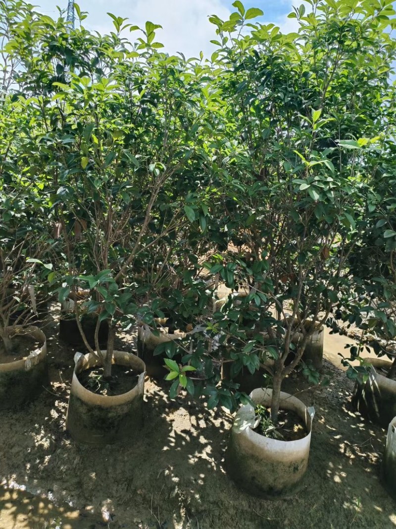 桂花树苗