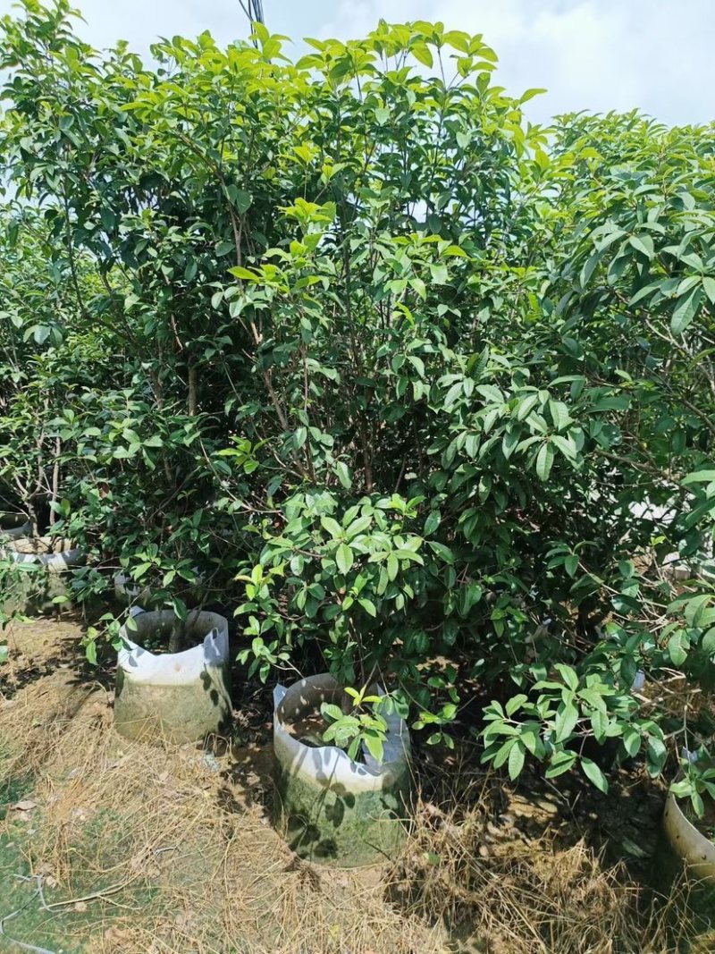 桂花树苗