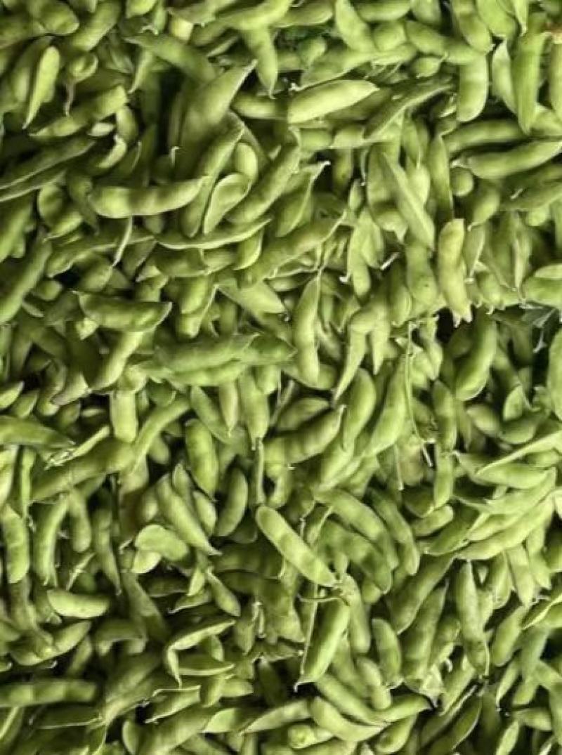 毛豆青豆手工採摘