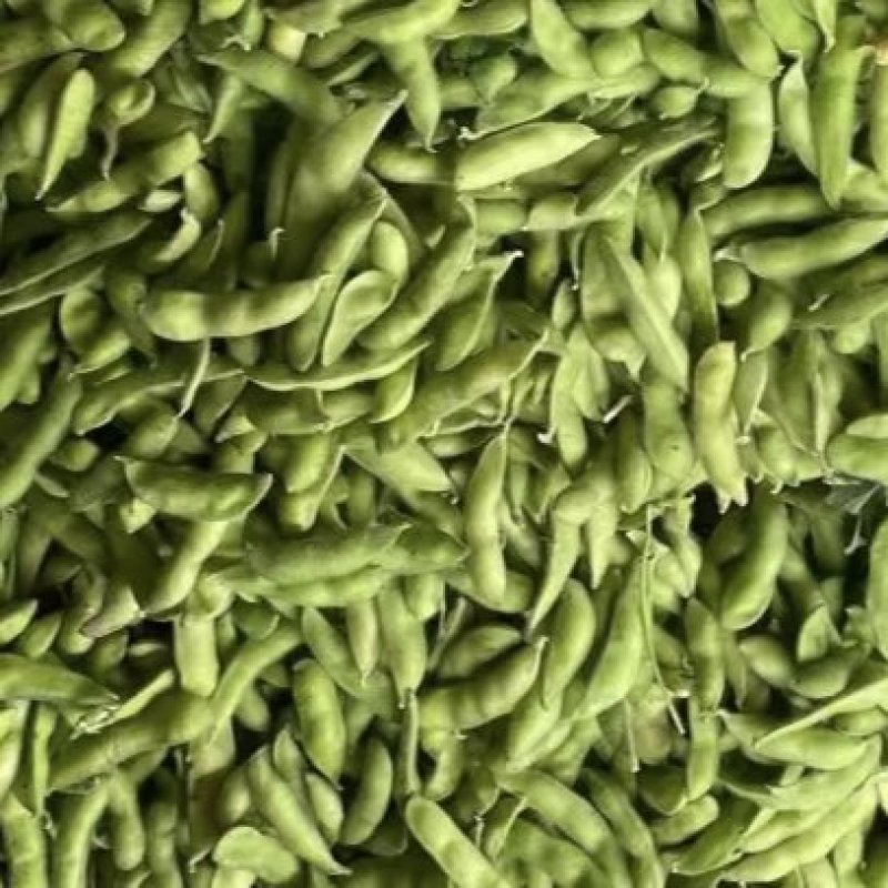 毛豆青豆手工採摘
