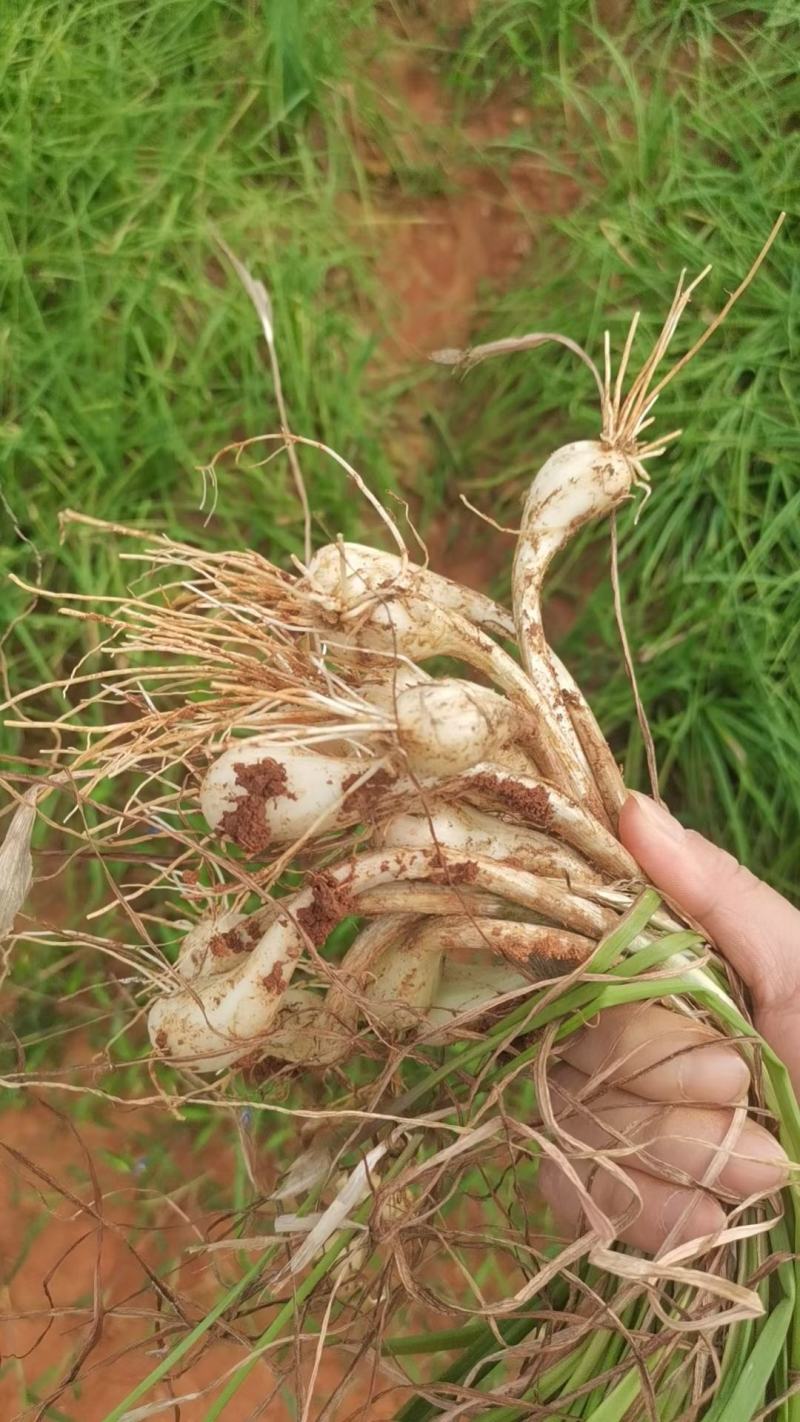 藠头茭头教头
