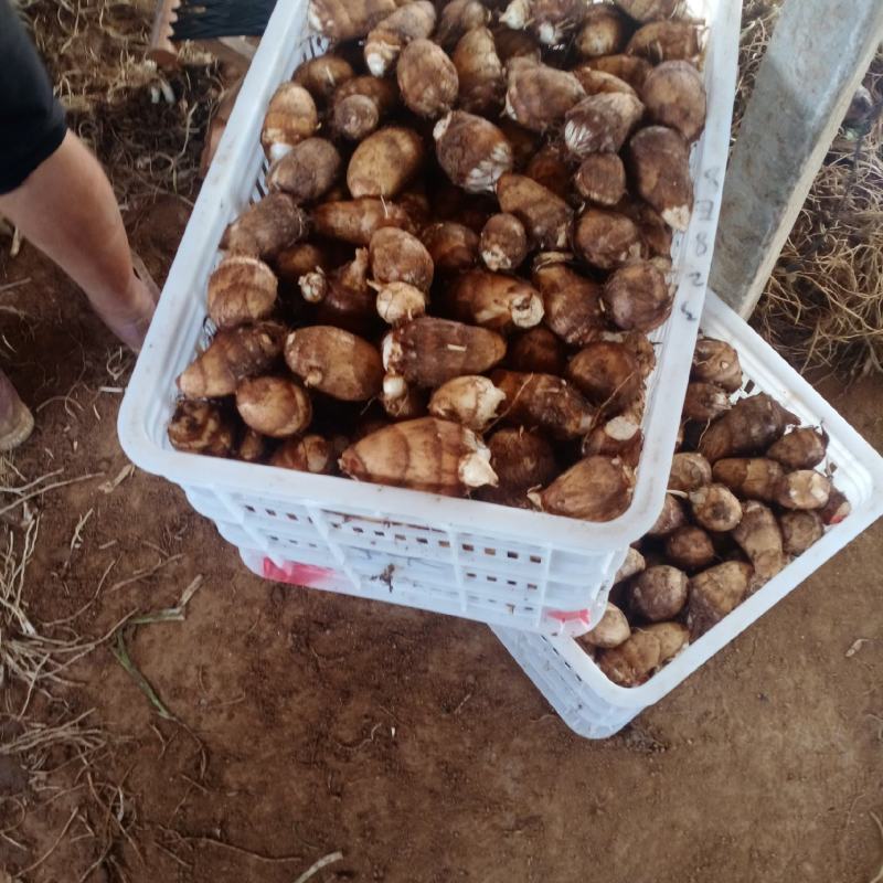 大田芋头大量上市，需要的联系，**电商市场。