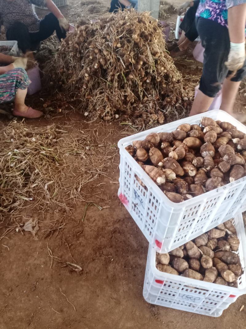 大田芋头大量上市，需要的联系，**电商市场。