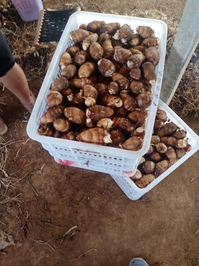 大田芋头大量上市，需要的联系，**电商市场。