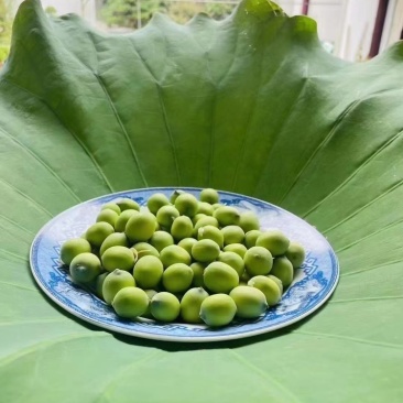 莲蓬荷花