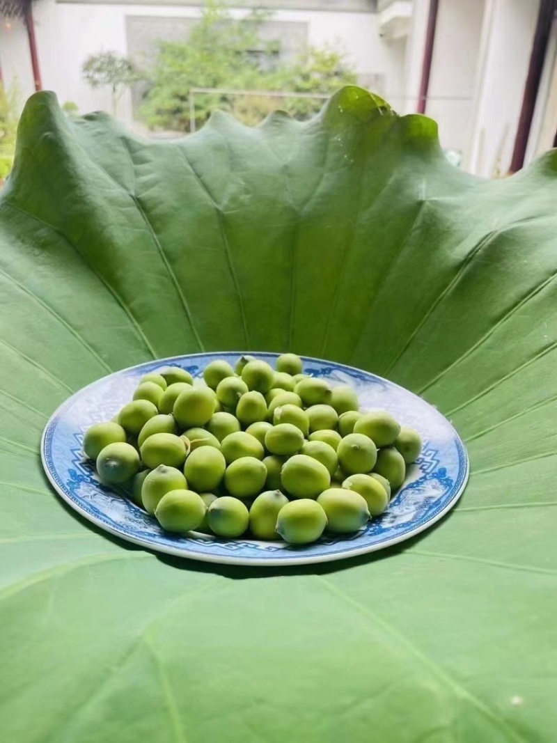 莲蓬荷花