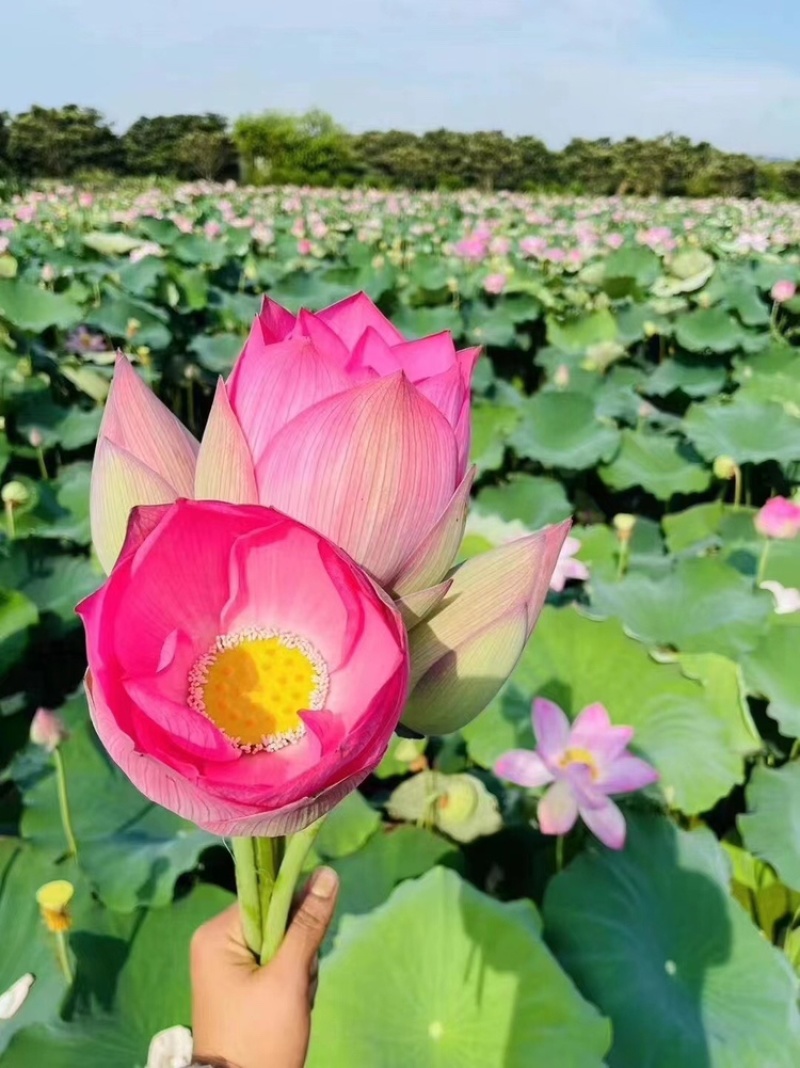 莲蓬荷花