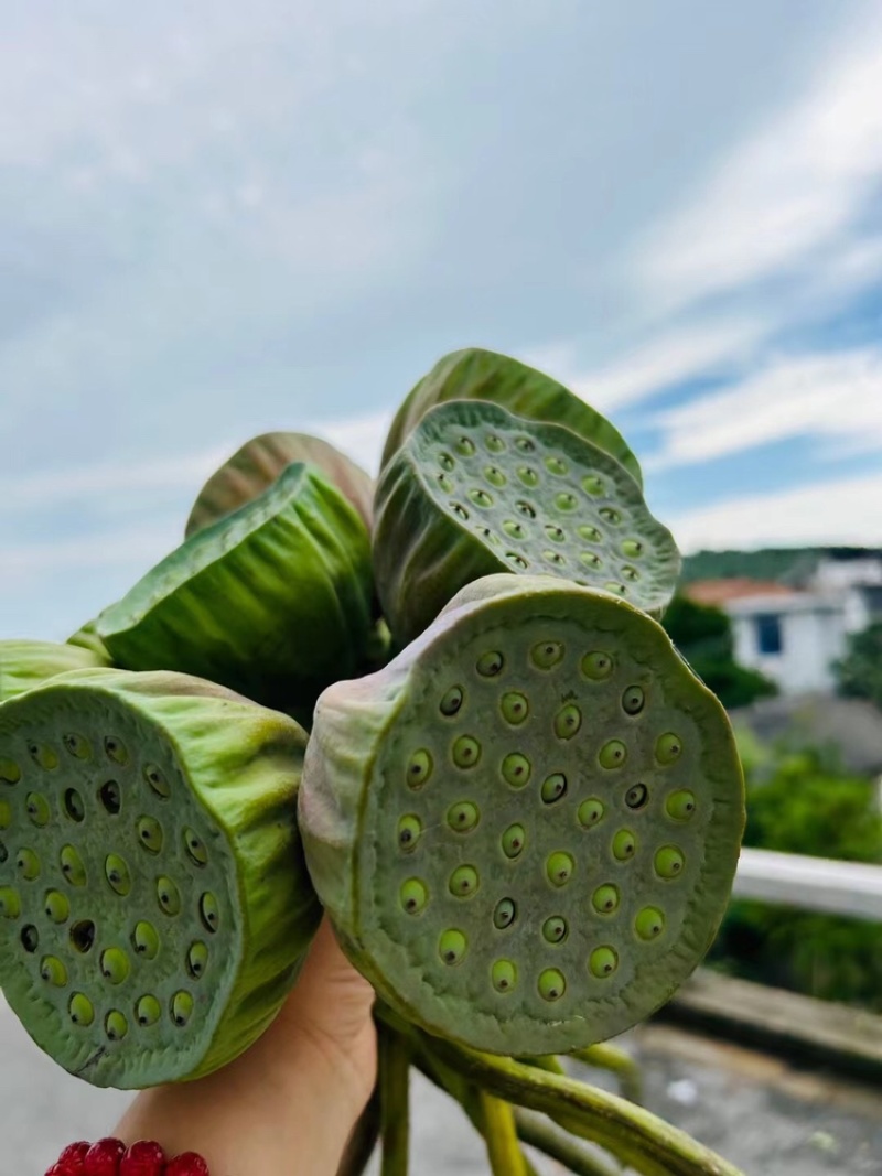 莲蓬荷花