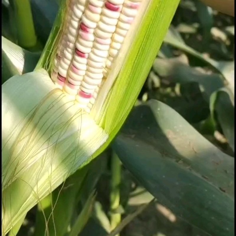 黄白花玉米