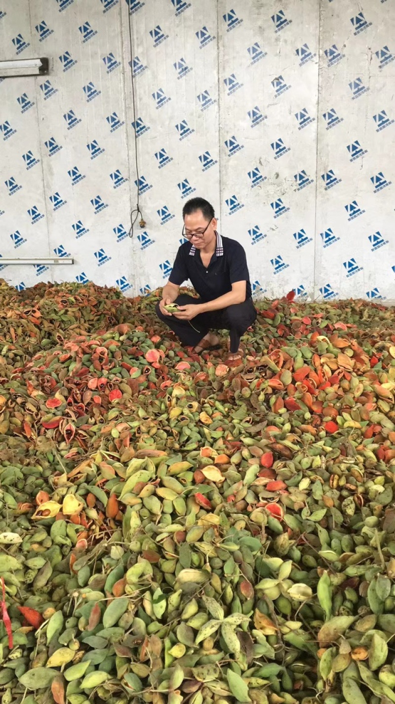 凤眼果